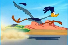 road-runner-1